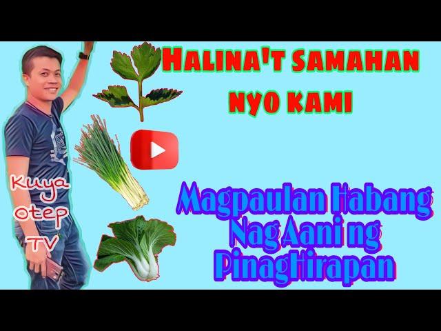 Harvesting Kinchay( Chinese Celery)/Kuya Otep TV