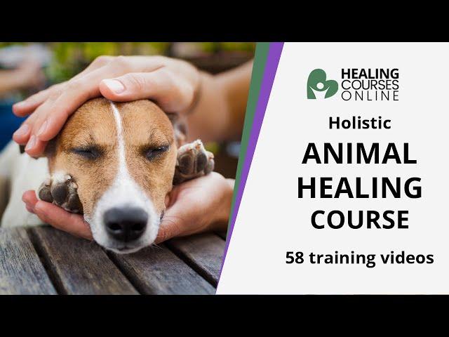 ANIMAL ENERGY HEALING TRAINING COURSE ONLINE | HELP YOUR PET | ANIMAL HEALING COURSE - CERTIFIED