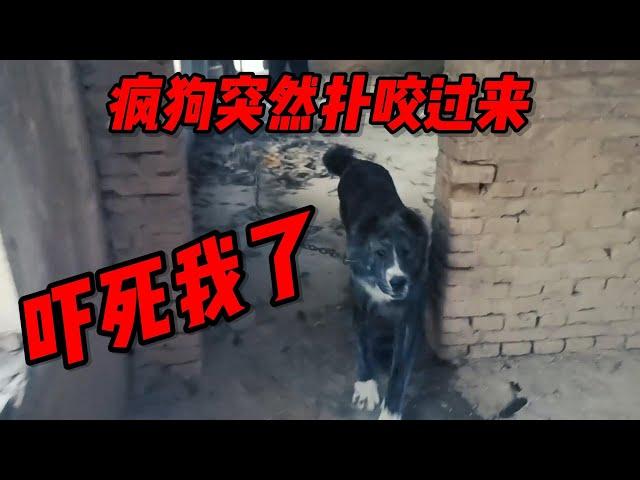 48.When I came to a kennel in Xinjiang, a mad dog suddenly bit me!