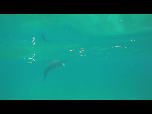 Belize Sea Life | I literally swam with dolphins today!