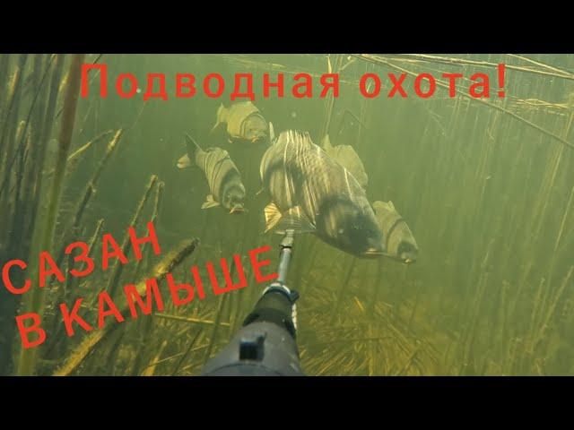 ПОДВОДНАЯ ОХОТА НА САЗАНА! СКОЛЬКО РЫБЫ В ЭТИХ ЗАРОСЛЯХ!