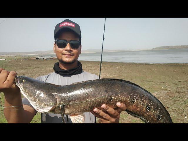 Emperior Snakehead caught by Bhopal Snakehead Angler Aamir khan