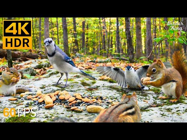 Cat TV for Cats to Watch  Fall Fun of Chipmunks, Birds, Squirrels  4K HDR 60FPS