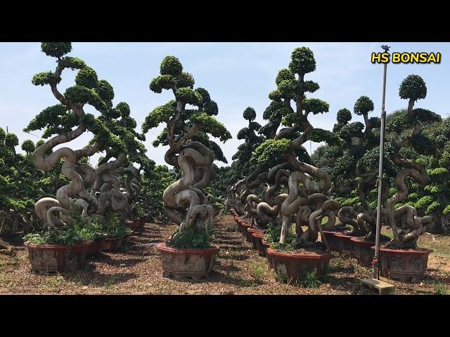 Overview of ficus bonsai from HS Bonsai Nursery