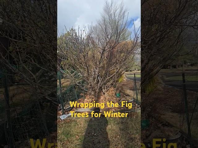 Wrapping the Fig Trees for Winter