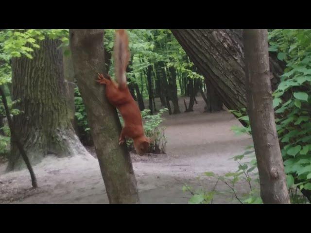 Little forest squirrel and a dog