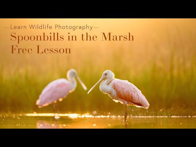 Spoonbills in the Marsh - Free Lesson