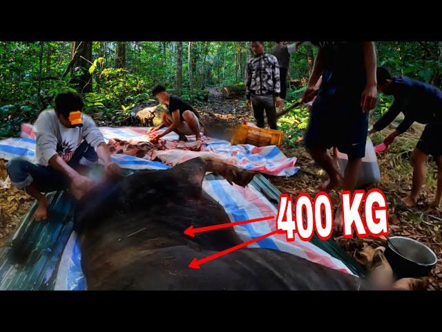 Săn Và Thịt Con TRÂU 400KG Để Đón TẾT Cùng Anh Huân | Sang Vlog Ăn TẾT Trên Bản