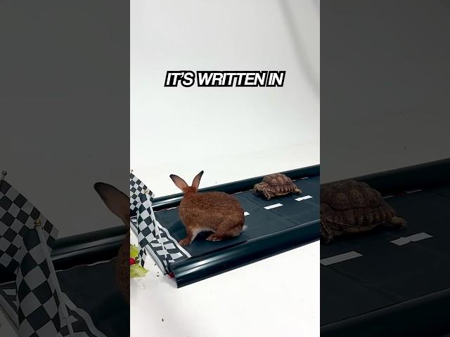 Tortoise vs Hare IRL