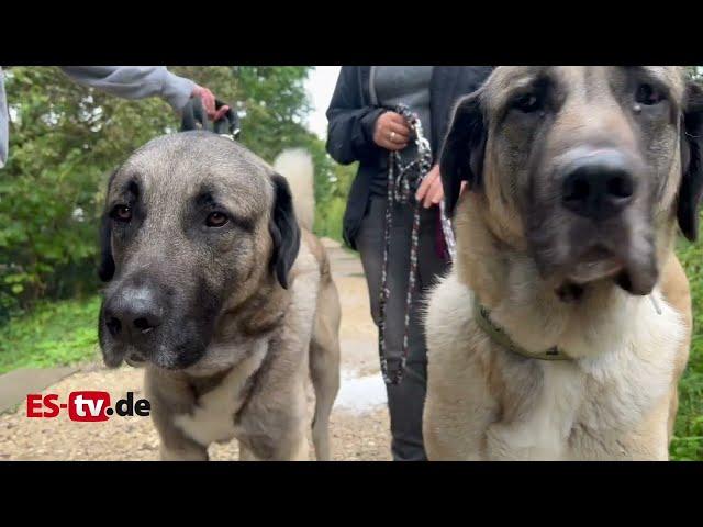 Kangal-Hirtenhunde suchen ein Zuhause - Tierheim Esslingen