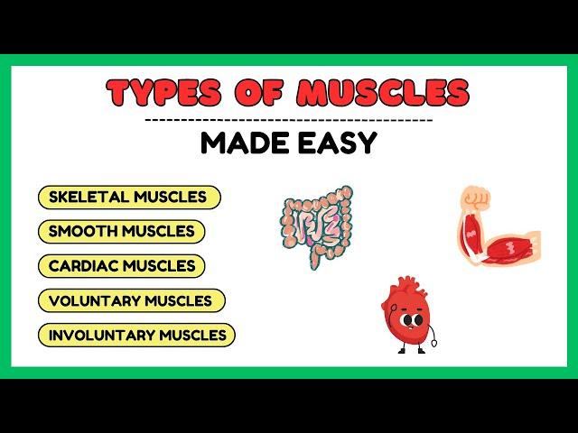 Types of muscles, smooth muscles, cardiac muscles, skeletal muscles, physiology made easy