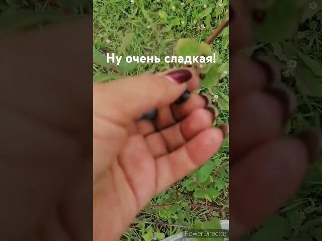 Жимолость Югана#растения#жимолость #саженцы #дача #отправкапочтой