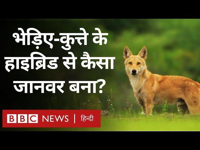 Wolf Dog: Maharashtra में मिला ये जानवर भेड़ियों के लिए ख़तरे की घंटी क्यों है? (BBC Hindi)