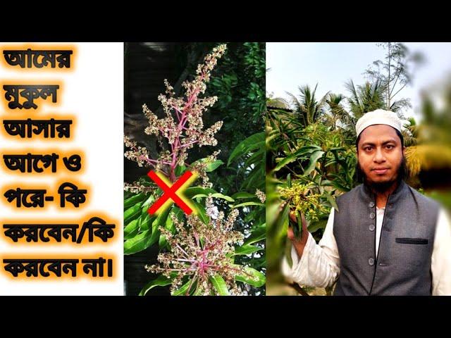 আমের মুকুল (Mango inflorescence) আসার আগে ও পরে - কি করবেন, কি করবেন না। Before & after care