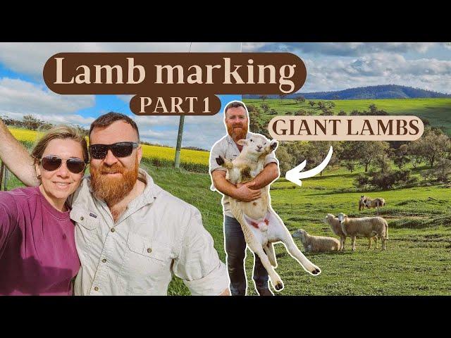 Lamb Marking Part 1 | Vaccinating, Ear tagging, Ringing lambs | Sheep Farm Vlog - Australia