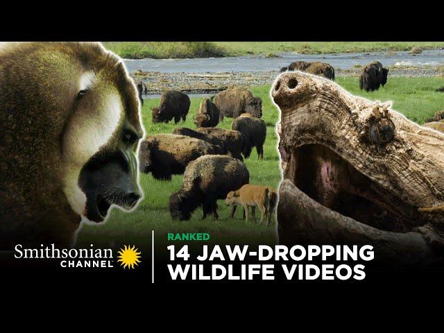 14 Jaw-Dropping Wildlife Videos | Smithsonian Channel