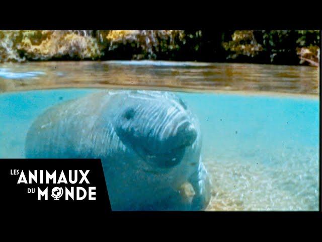 MISSION MANATEE