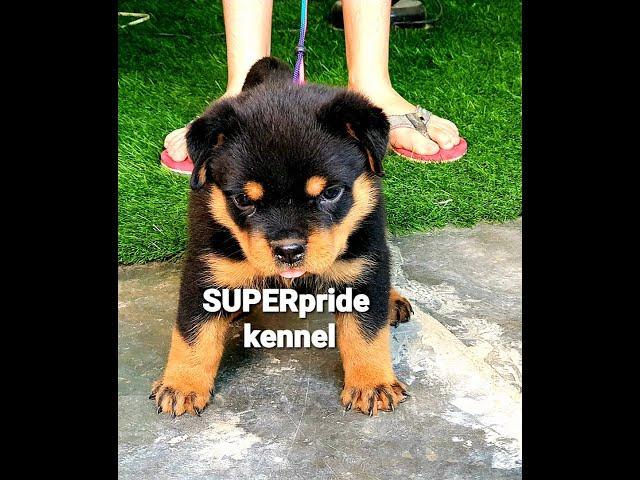 Rottweiler show quality puppy Super pride kennel delhi (9311111212)(8010000222)