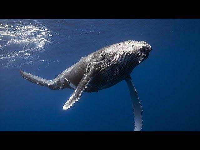 Have you heard whales singing? WHALES SOUNDS underwater. 100% presence.