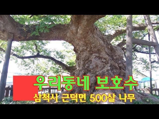 테마여행-우리동네 보호수(노거수) 이야기   500 years zelkova Village guardian