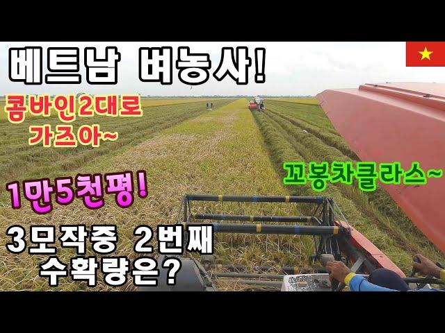 [베트남벼농사] 콤바인2대가 1만5천평의논에 들어가면 몇분컷?