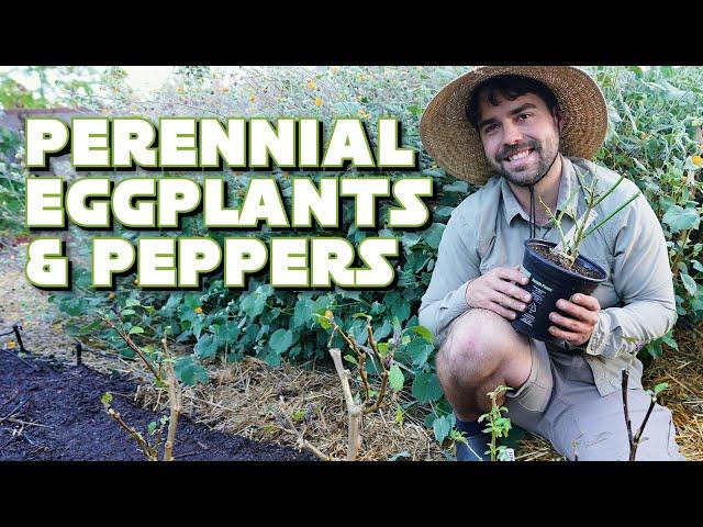 Overwintering Peppers & Eggplants: The COMPLETE Guide!