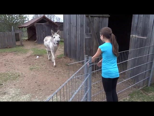 Les retrouvailles entre une jeune fille et son âne.