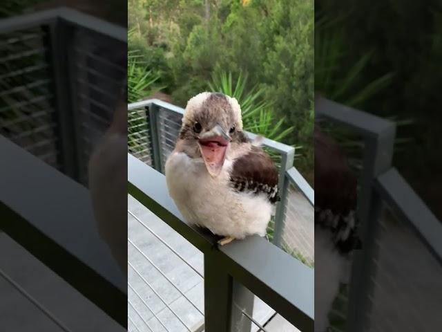 Baby Kookaburra Looks Like It's Smiling || ViralHog