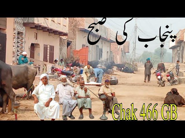 Chak 466 GB Samundri || Punjab Village lifestyle || Pakistan Desi village life,