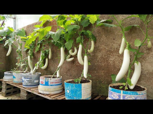 If you don't have a garden, grow eggplants this way at home for a bountiful harvest.