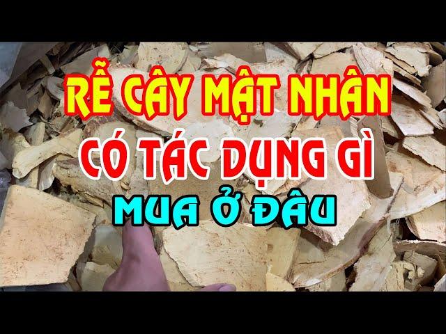 Rễ cây mật nhân - Cây mật nhân có tác dụng gì - Cây mật nhân trị bệnh gì - Mua rễ mật nhân ở đâu