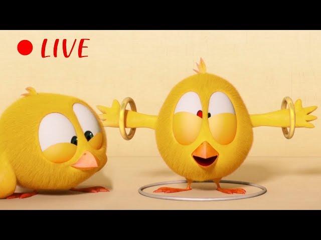  LIVE CARTOON | WHERE'S CHICKY |  Cartoon in English for Kids  | Live Stream