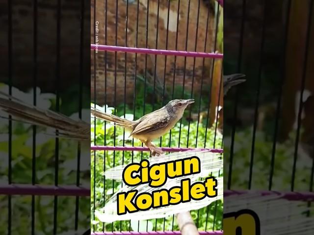 Cigun Konslet #cigungacor #ciblekgunung #ciblek