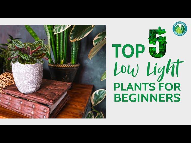 Top 5 Easiest Low Light Plants for Beginners | Houseplant Resource Center