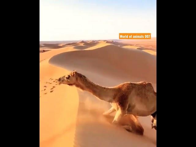 How  Camels climb in desert || World of animals || Wildlife #001 #wildlife #youtubechannel #shorts