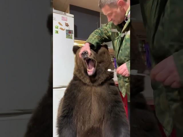 Brave Man Brushes Bears Pearly Whites! 🪥