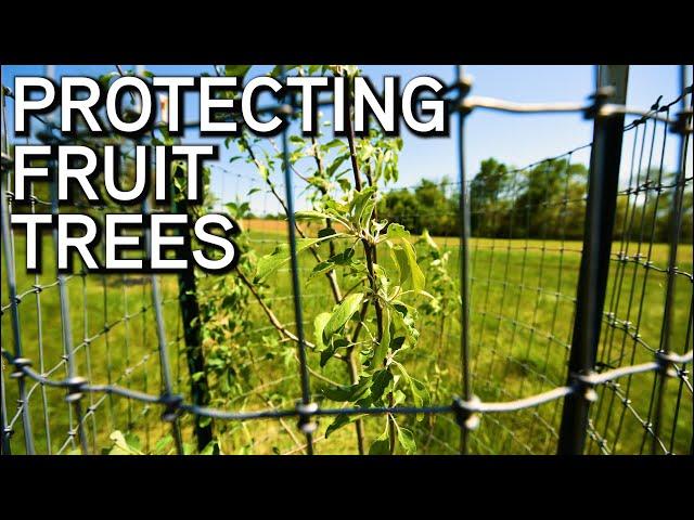 Protecting Fruit Trees For Wildlife