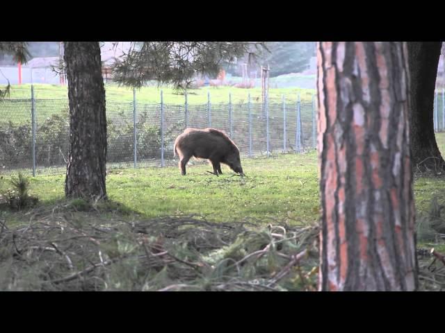 Il Cinghiale