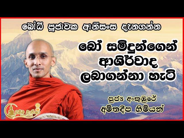 බෝ සමිදුන්ගෙන් ආශිර්වාද ලබාගන්නා ආකාරය  | අංකුඹුරේ අමිතදීප හිමි |  Ven. Ankumbure Amitha Deepa Thero