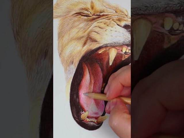 Drawing A Lion With Color Pencils #shorts