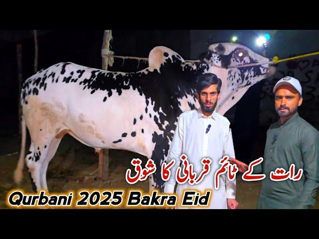 Night Vlog Qurbani Ka Janwar Khanapul 20 May 2025 | Bhatta Chowk Mandi