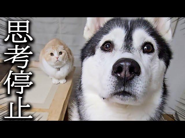 早朝に地鳴りがして家が揺れパニックになった犬と猫がこうなりました...