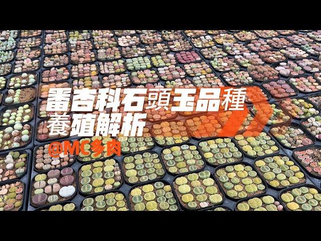 番杏科Aizoaceae石頭玉品種養殖解析【 MC多肉園 】MC Succulent plant Vlog