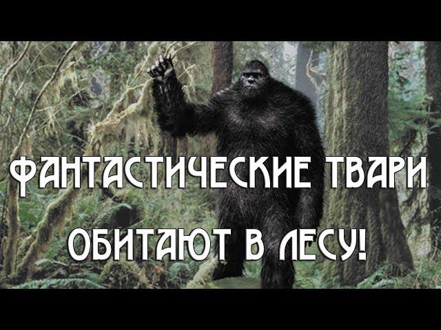 Фантастические твари обитают в лесу!