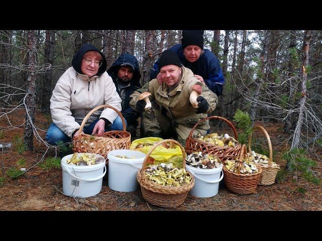 Белые грибы, зелёнки, подзелёнки в ноябре 2024.