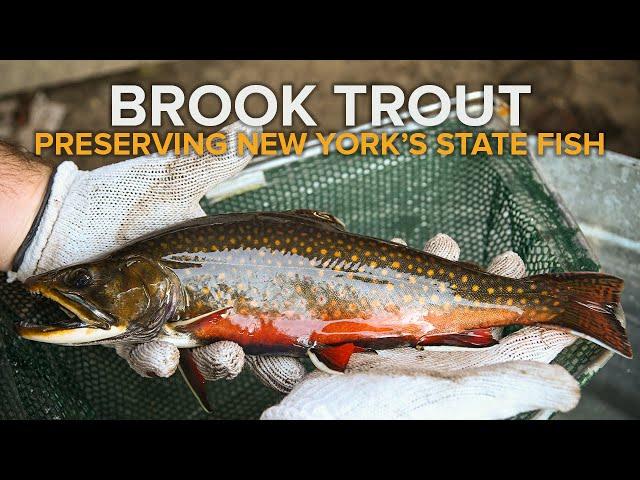 Brook Trout: Preserving New York's State Fish