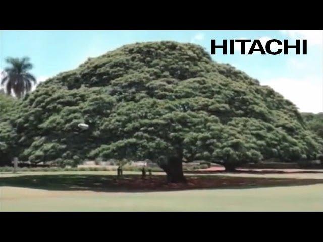 The Hitachi Tree - Hitachi