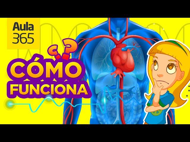 ¿Cómo funciona el Cuerpo Humano? | Videos Educativos Aula365