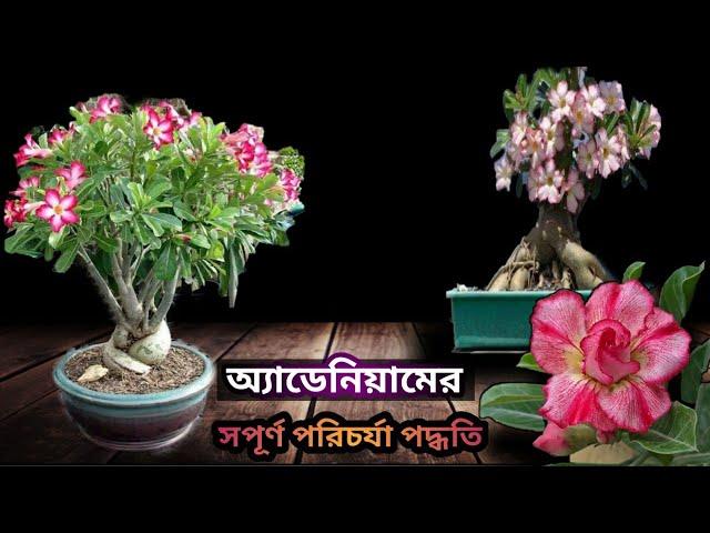 অ্যাডেনিয়ামের সম্পূর্ণ পরিচর্যা পদ্ধতি/Complete care of Adenium(Desert Rose)plants