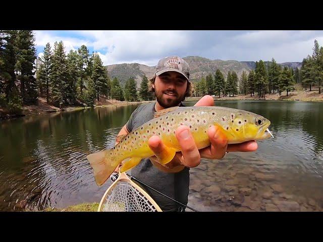 TROUT FISHING and CAMPING at a MOUNTAIN LAKE! (Brown, Tiger, Rainbow)